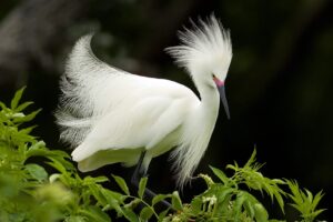 Snowy Egret in Breeding Plumage6565119725